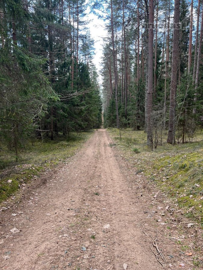 Parduodamas 1,27 ha ploto miško paskirties - nuotraukos Nr. 3
