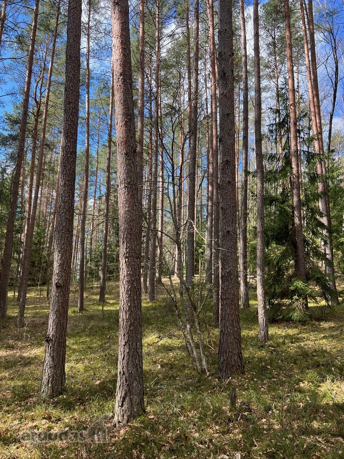 Parduodamas 1,27 ha ploto miško paskirties - nuotraukos Nr. 2