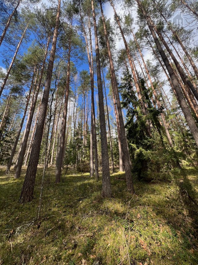 Parduodamas 1,27 ha ploto miško paskirties - nuotraukos Nr. 4