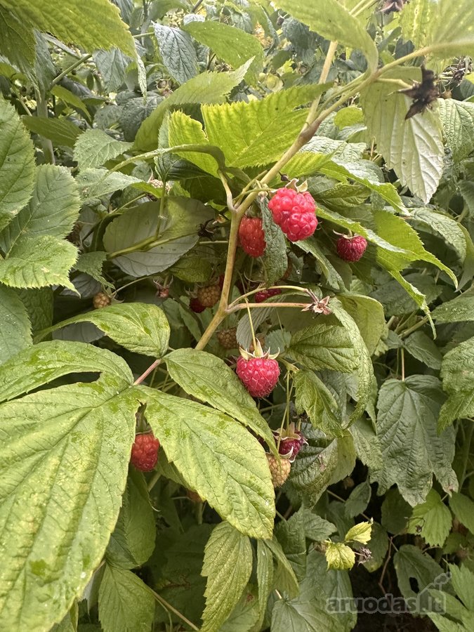 Be Tarpininkų Parduodamas 6 a. Sklypas - nuotraukos Nr. 12