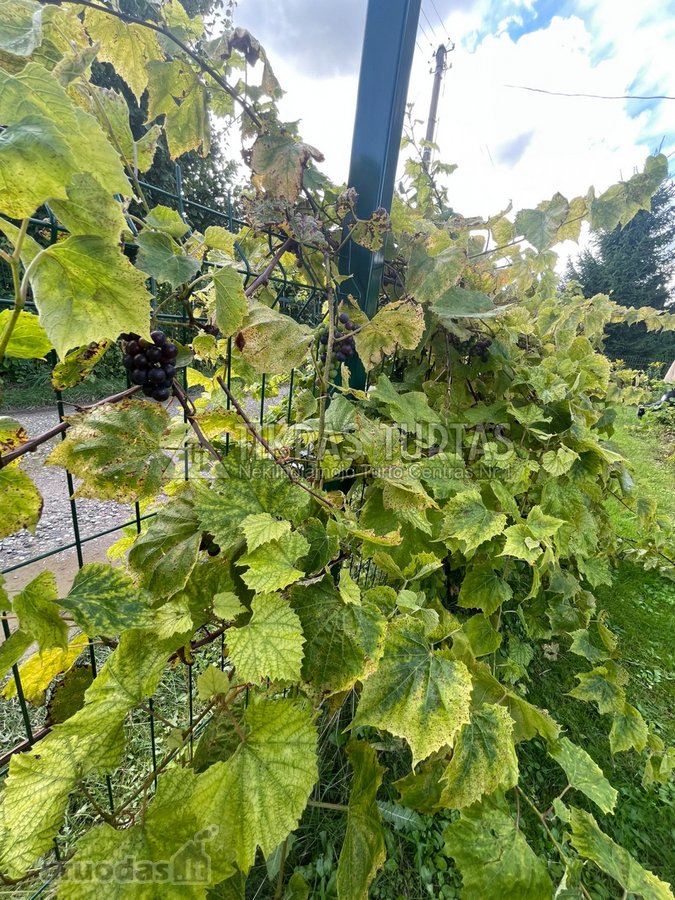 Parduodamas Prižiūrėtas 6 a Sodo Sklypas Su 2 - nuotraukos Nr. 16