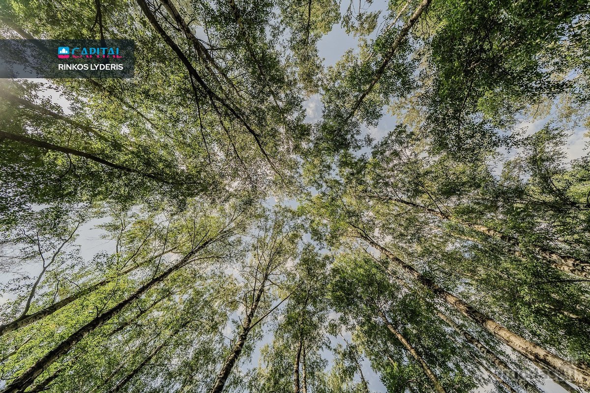 Parduodami du 41,46 ir 17,81 a. kitos - nuotraukos Nr. 10
