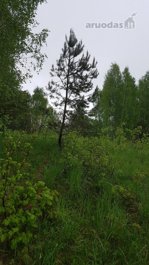 Išskirtinė 1 ha rekreacinė valda su 50 m - nuotraukos Nr. 5