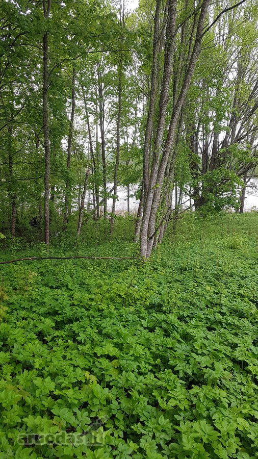 Išskirtinė 1 ha rekreacinė valda su 50 m - nuotraukos Nr. 6
