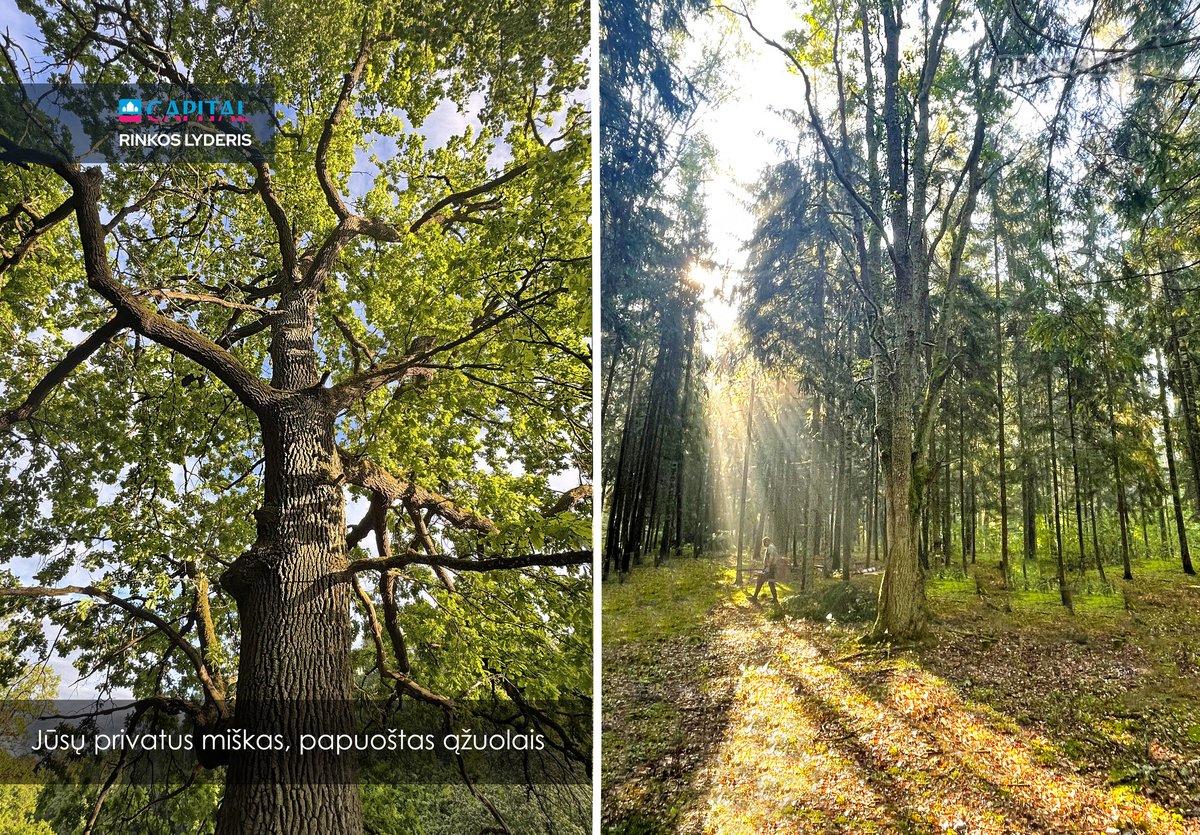 Sengirės Ir Ąžuolų Apsuptyje Prie Neries – - nuotraukos Nr. 10