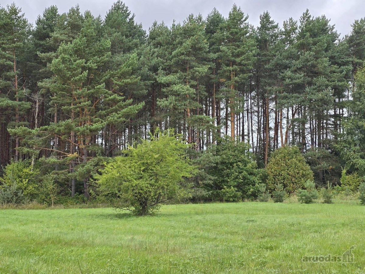 Geriausia, ką galima nupirkti už pinigus, – - nuotraukos Nr. 14