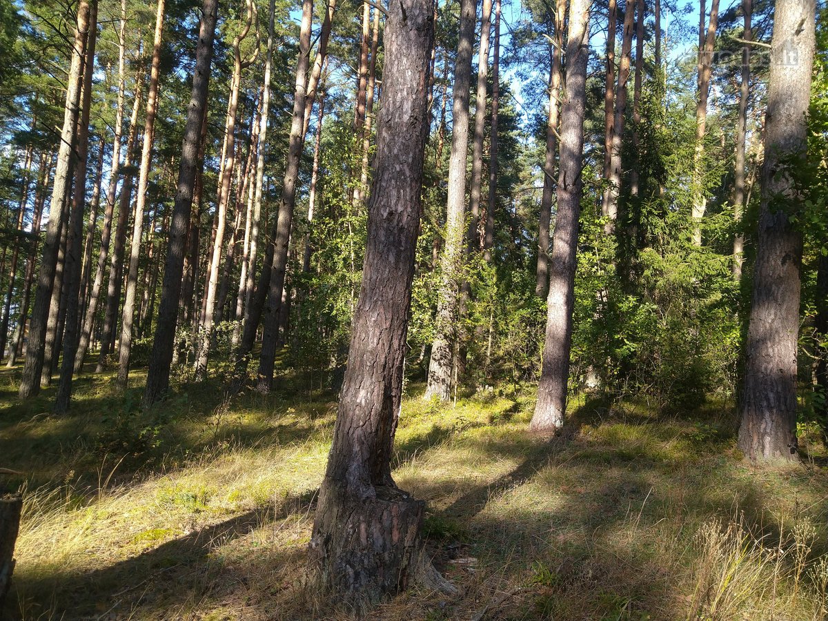 Parduodamas l.gražus 7.64 ha žemės sklypas su - nuotraukos Nr. 4
