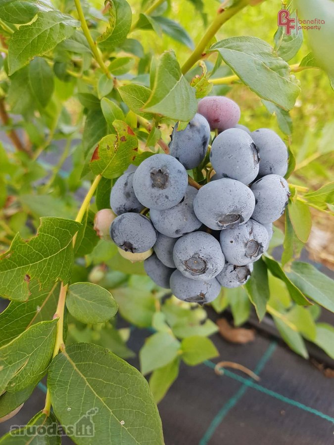 Parduodama sodyba prie Svylos - nuotraukos Nr. 14