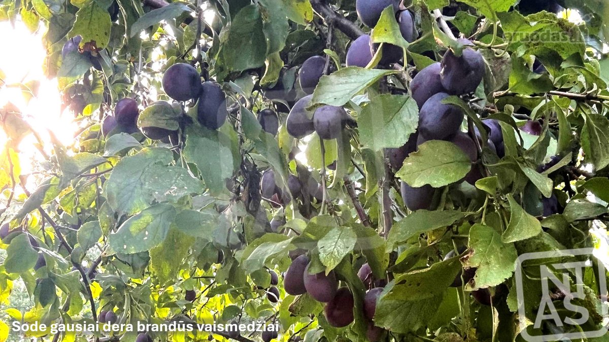 Patogiai Greitkeliu Pasiekiama, Tvenkinio - nuotraukos Nr. 13