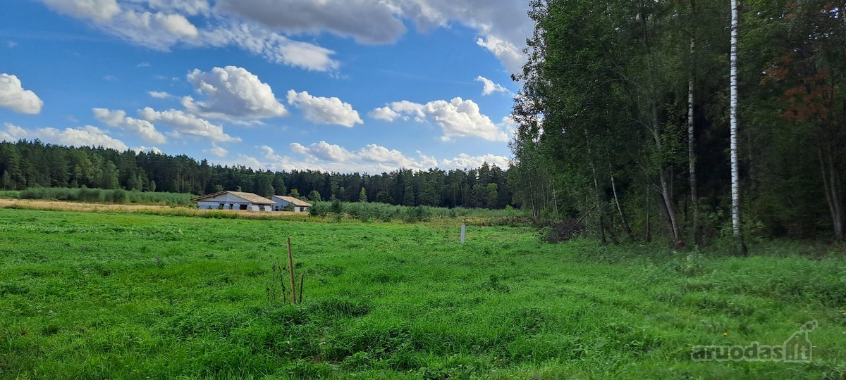 Miško apsuptyje, naujai besiformuojančiame - nuotraukos Nr. 36