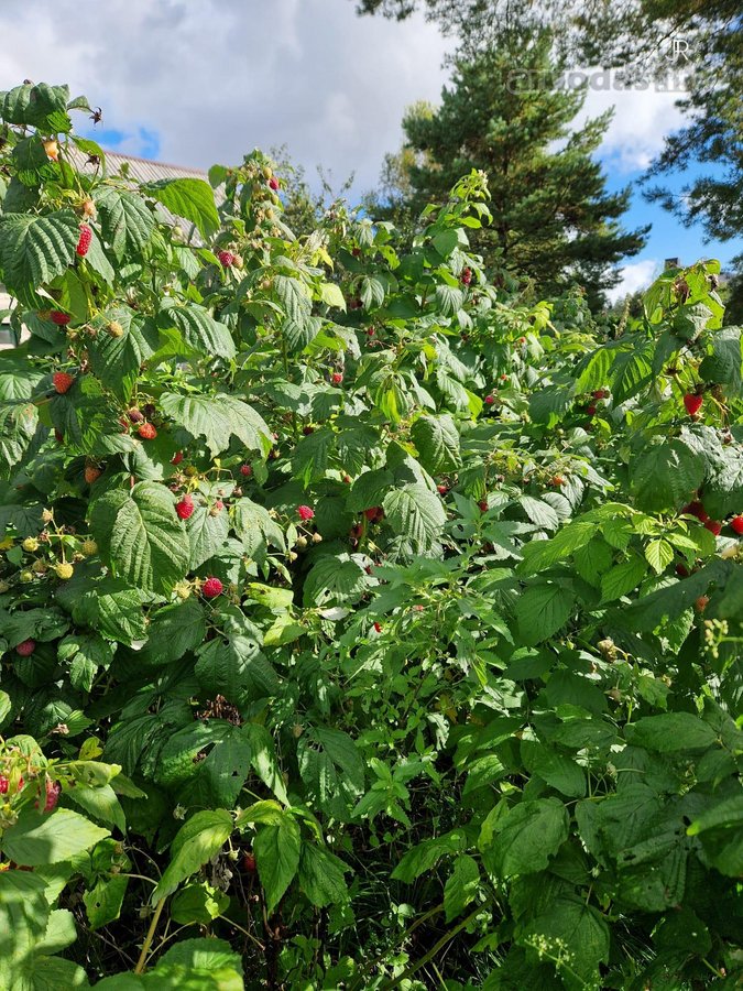 Išskirtinė Sodyba Žutautuose – Atnaujintas - nuotraukos Nr. 24