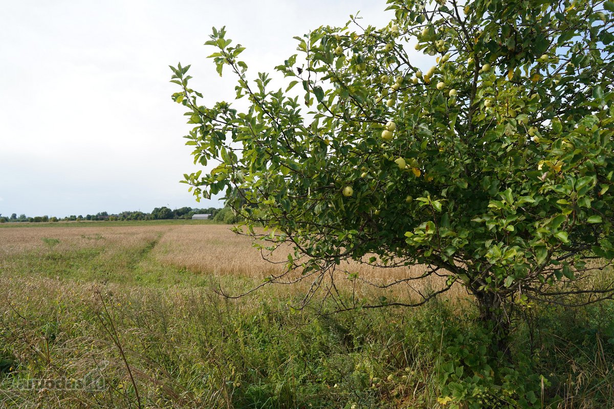 Šilutės rajone, Lankupių kaime, Žolynų g. - nuotraukos Nr. 9