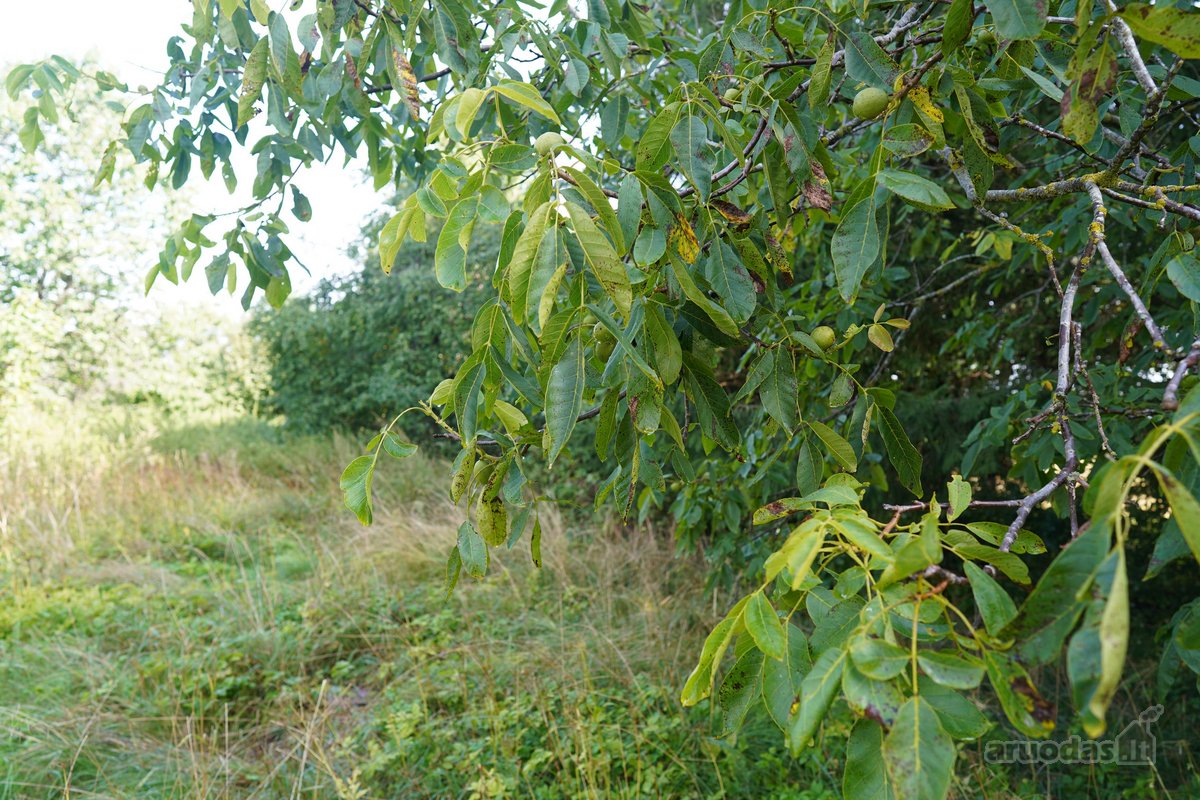 Šilutės rajone, Lankupių kaime, Žolynų g. - nuotraukos Nr. 73