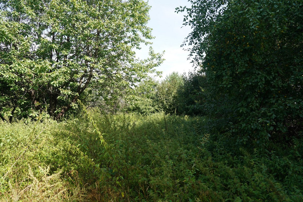 Šilutės rajone, Lankupių kaime, Žolynų g. - nuotraukos Nr. 74