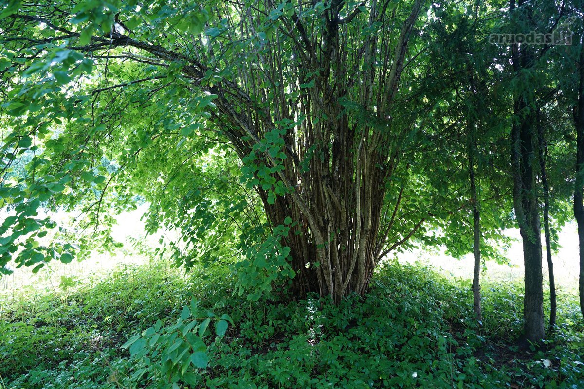 Šilutės rajone, Lankupių kaime, Žolynų g. - nuotraukos Nr. 76