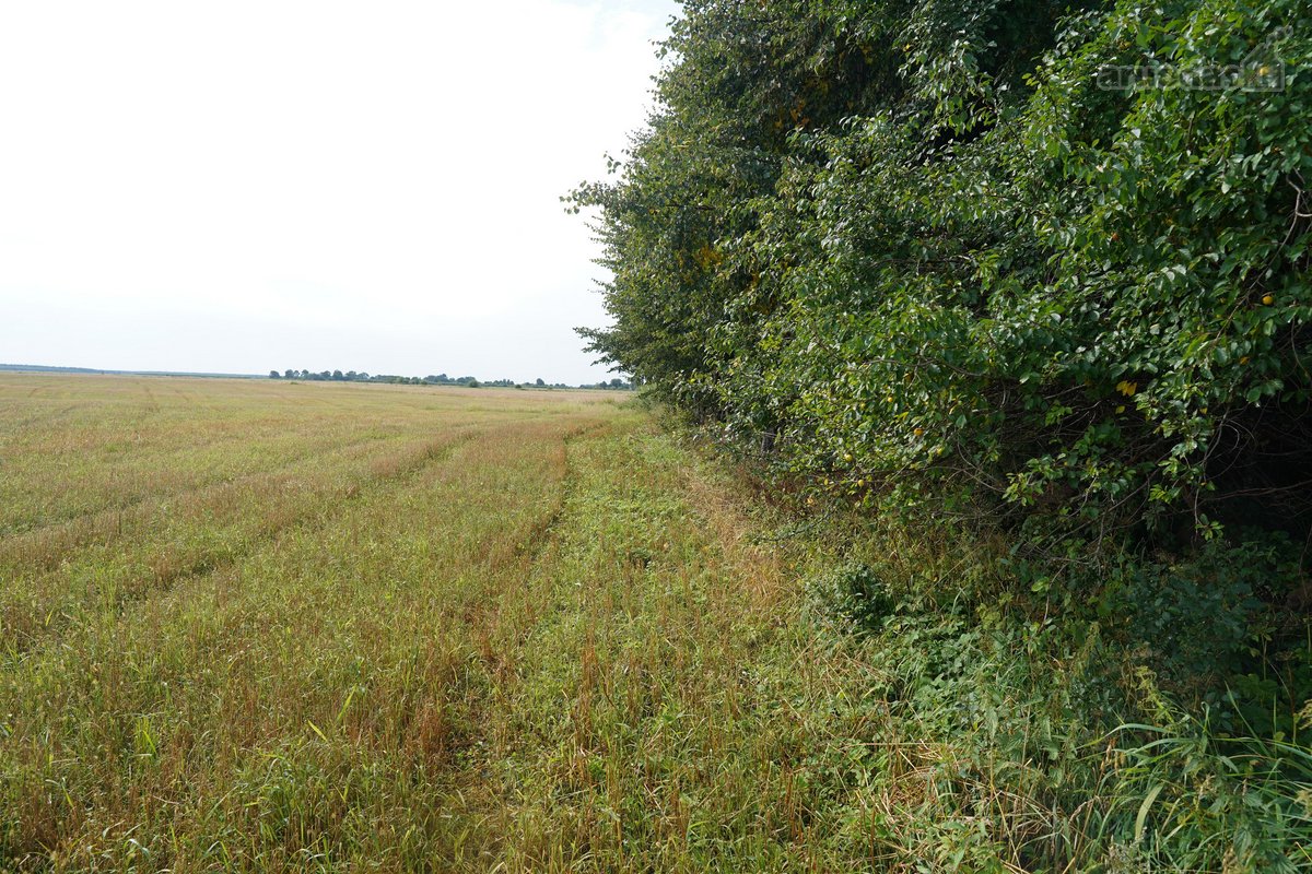 Šilutės rajone, Lankupių kaime, Žolynų g. - nuotraukos Nr. 80