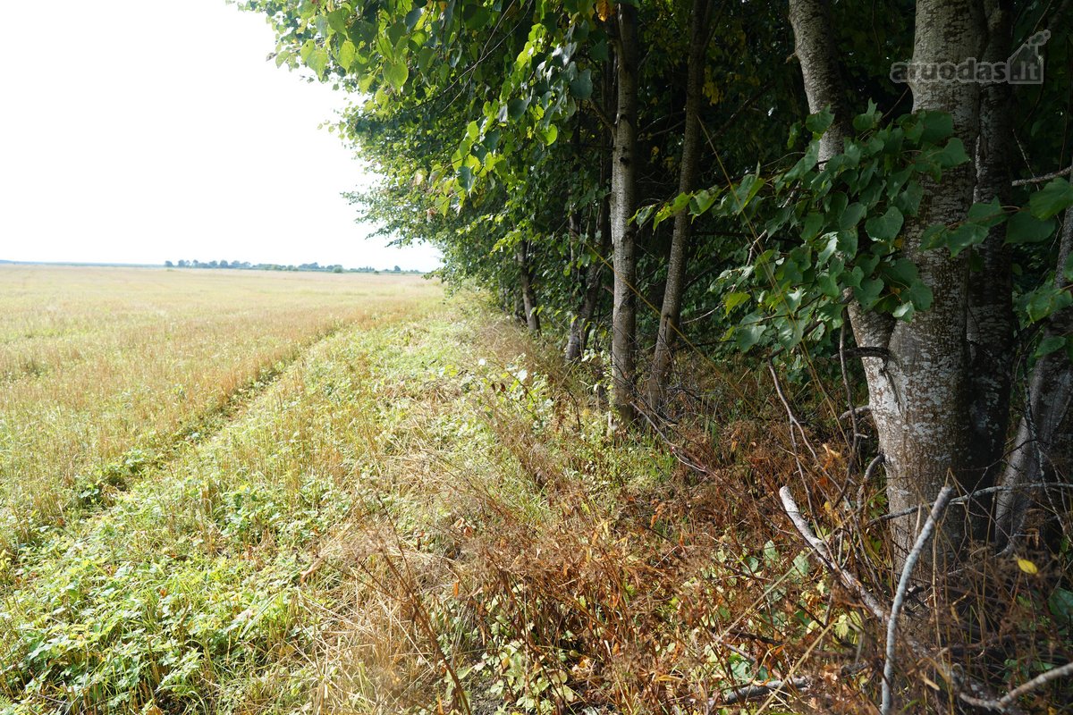 Šilutės rajone, Lankupių kaime, Žolynų g. - nuotraukos Nr. 82