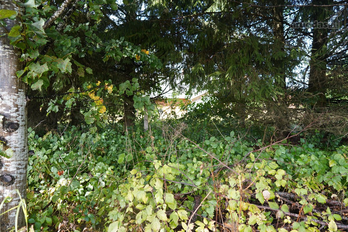 Šilutės rajone, Lankupių kaime, Žolynų g. - nuotraukos Nr. 83