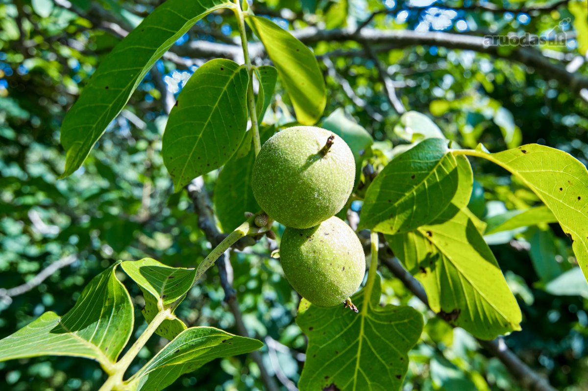 Parduodamas Rekonstruotas Namas Su 16,3 Arų - nuotraukos Nr. 49