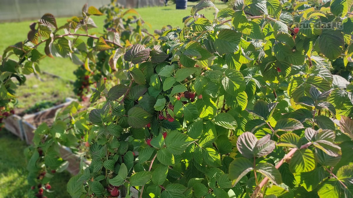 Parduodamas 6 Arų Sklypas Su Sodo Namu - nuotraukos Nr. 21
