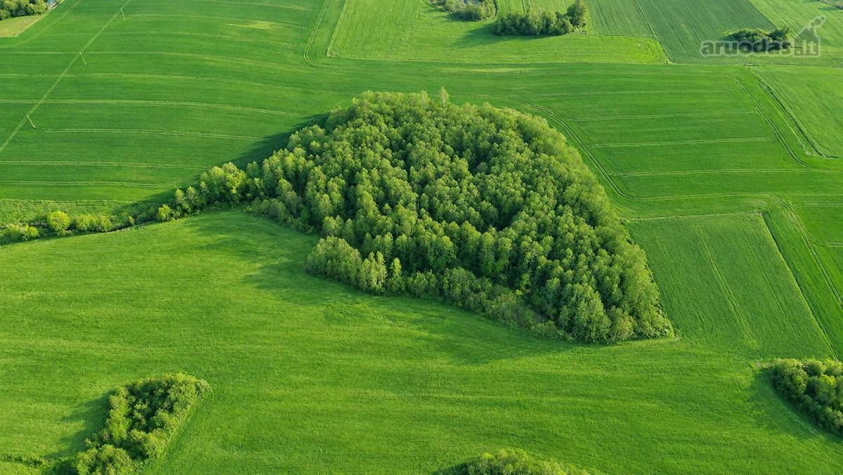 25,9855 Ha Žemės Ir Sodyba Už 135 000 €– - nuotraukos Nr. 5
