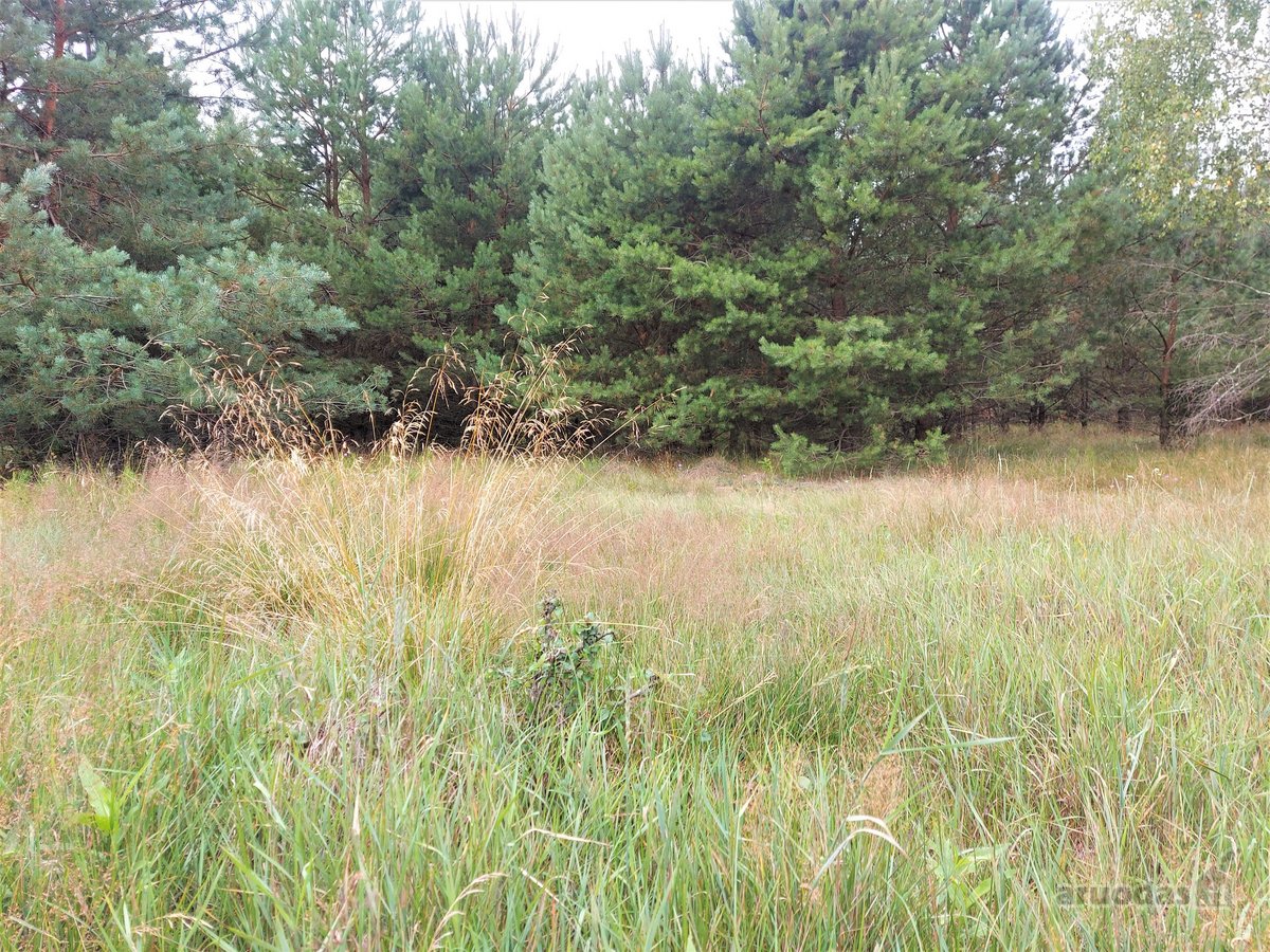 Parduodamas žemės ūkio paskirties sklypas - nuotraukos Nr. 4
