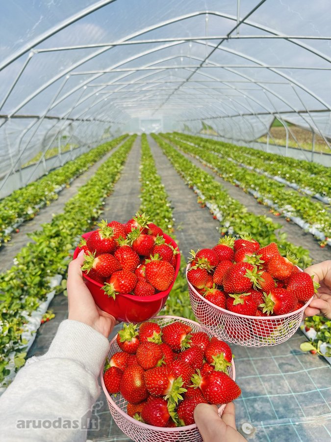 Parduodama Išskirtinė Sodyba–vienkiemis Su - nuotraukos Nr. 45