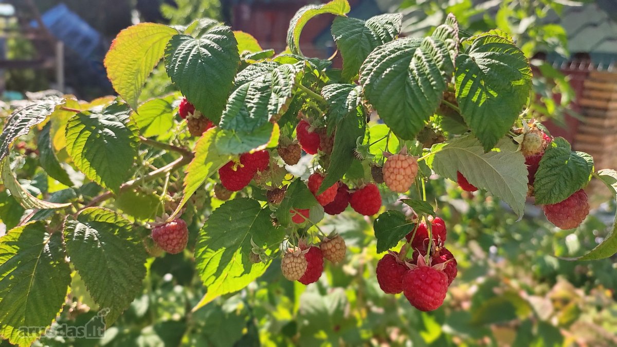 Parduodamas 6 Arų Sklypas Su Sodo Namu - nuotraukos Nr. 22