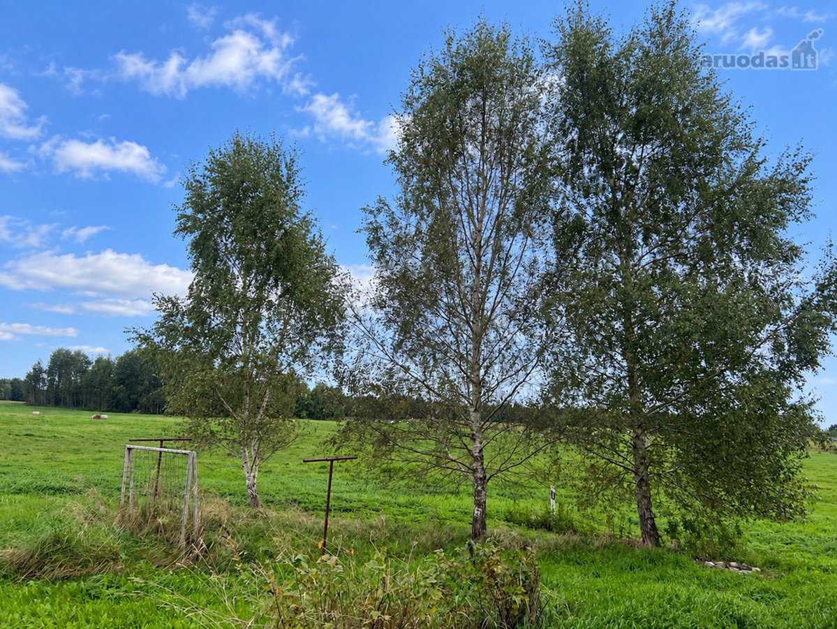Labanoro Miškų Apsuptyje, Ramioje Vietoje, - nuotraukos Nr. 22