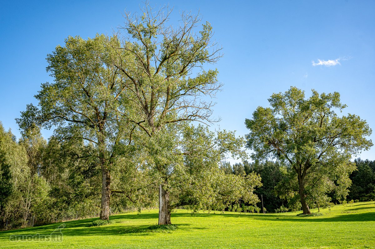Parduodama Išskirtinė 13,8 Ha Sodyba - nuotraukos Nr. 49