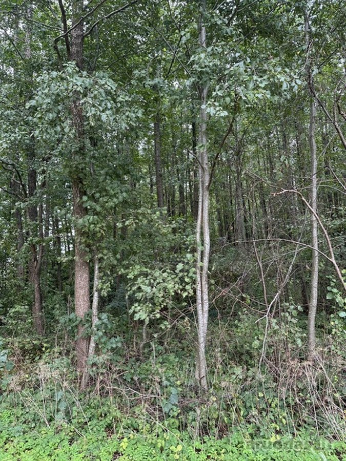 Parduodamas miško ūkio sklypas Vilniaus r. - nuotraukos Nr. 3