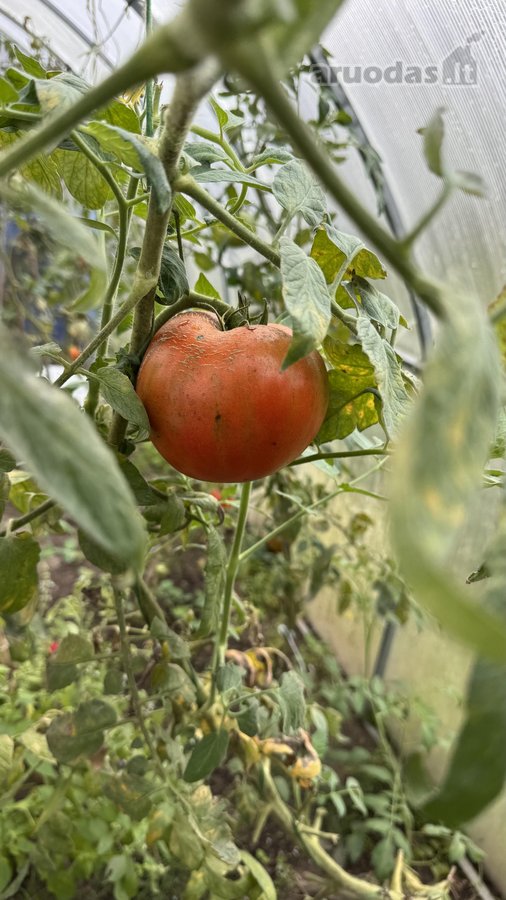 Parduodamas jaukus ir išskirtinis medinis - nuotraukos Nr. 29