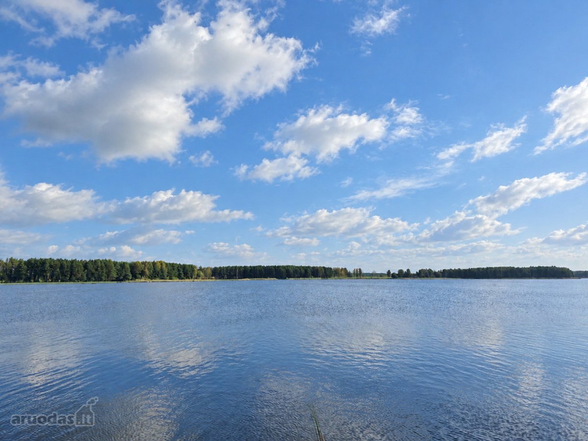 Ant Lazdininkų tvenkinio kranto, pušyno - nuotraukos Nr. 2