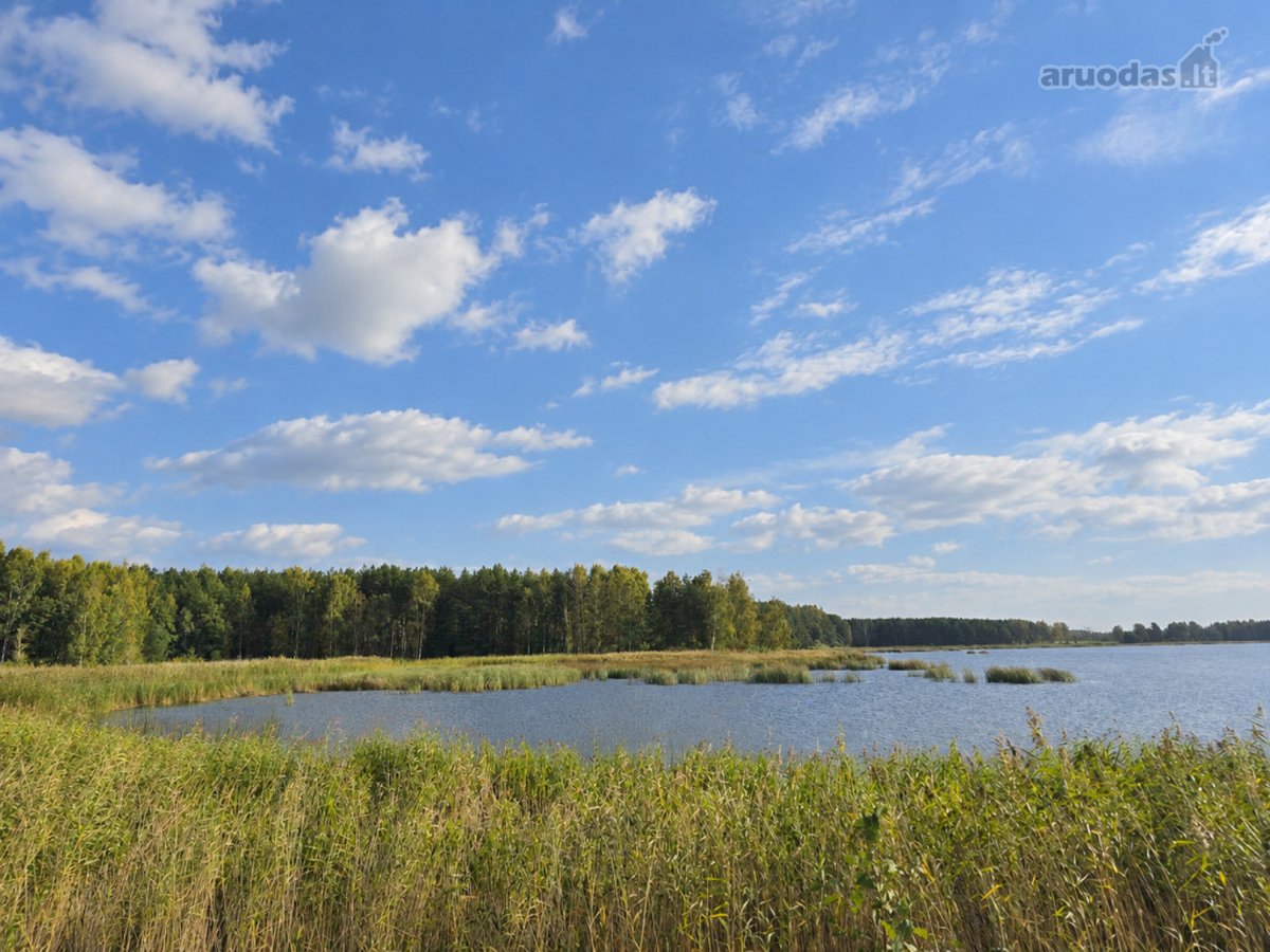 Ant Lazdininkų tvenkinio kranto, pušyno - nuotraukos Nr. 3