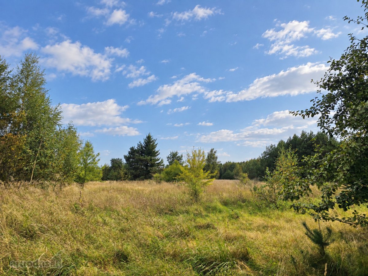 Ant Lazdininkų tvenkinio kranto, pušyno - nuotraukos Nr. 4