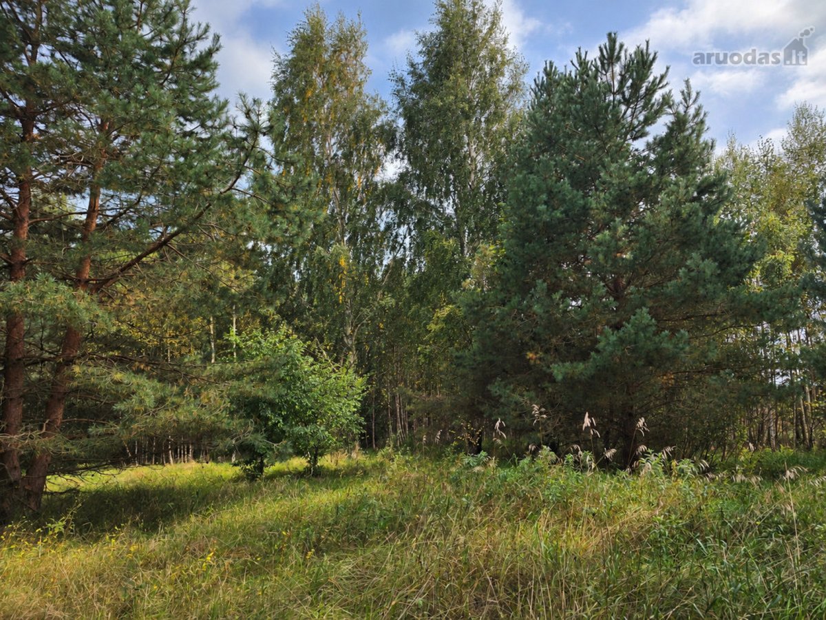 Ant Lazdininkų tvenkinio kranto, pušyno - nuotraukos Nr. 5