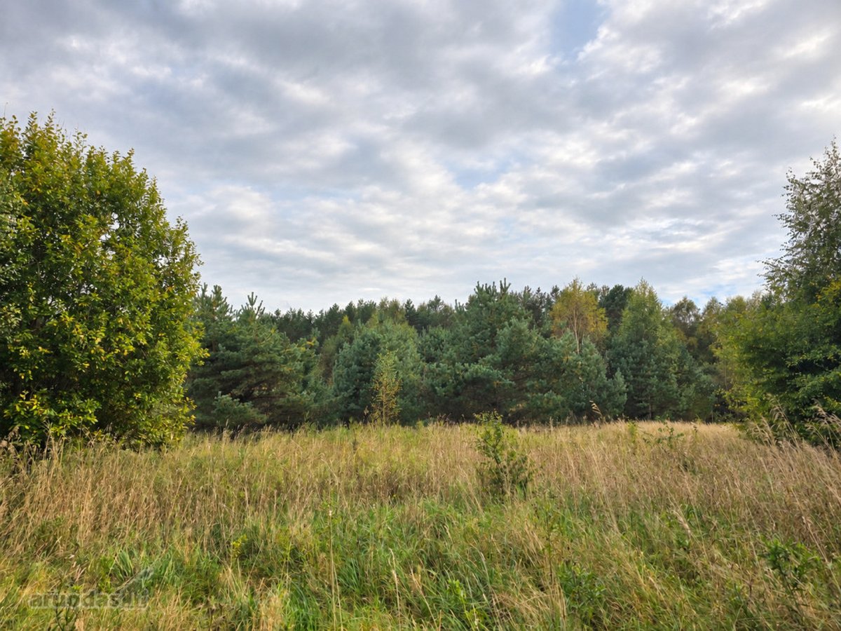 Ant Lazdininkų tvenkinio kranto, pušyno - nuotraukos Nr. 6