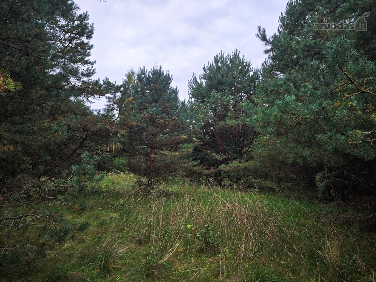 Ant Lazdininkų tvenkinio kranto, pušyno - nuotraukos Nr. 9