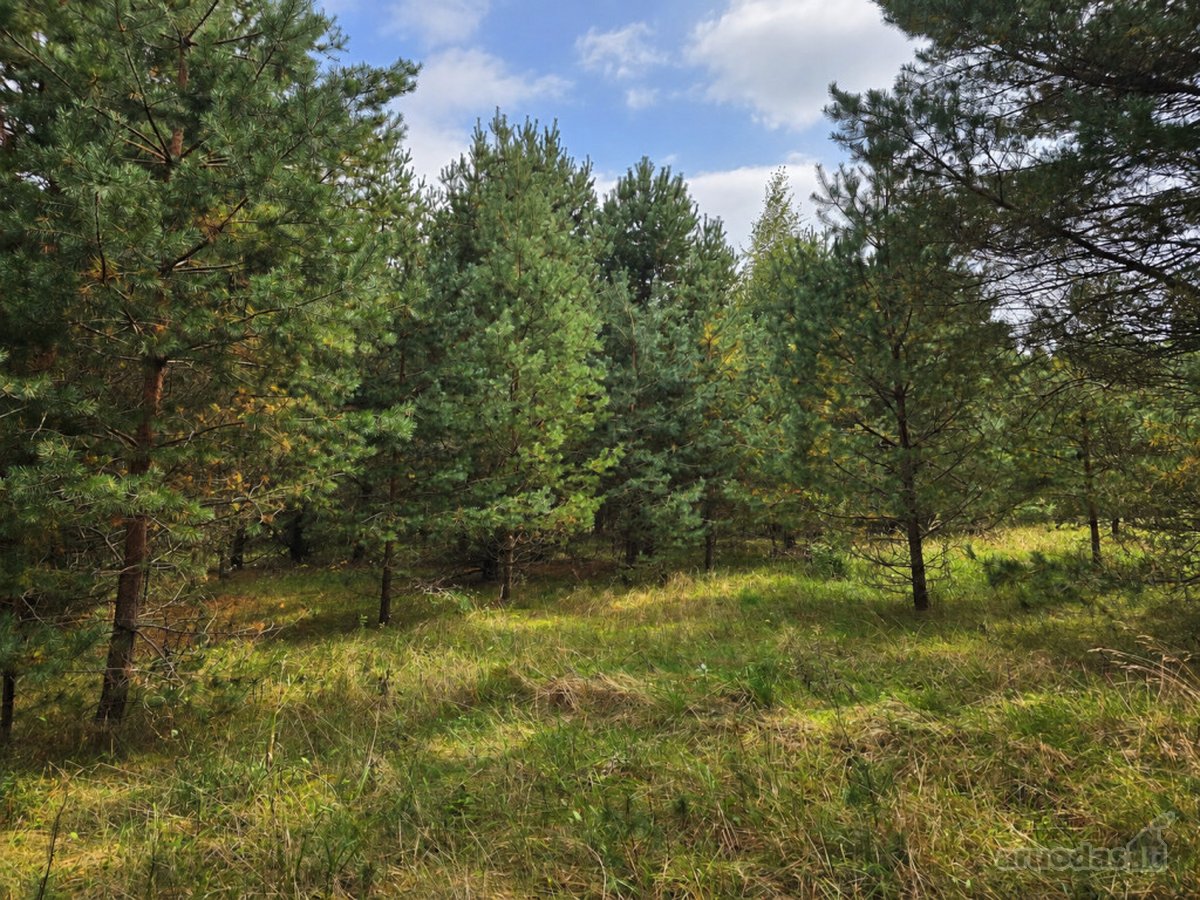 Ant Lazdininkų tvenkinio kranto, pušyno - nuotraukos Nr. 10