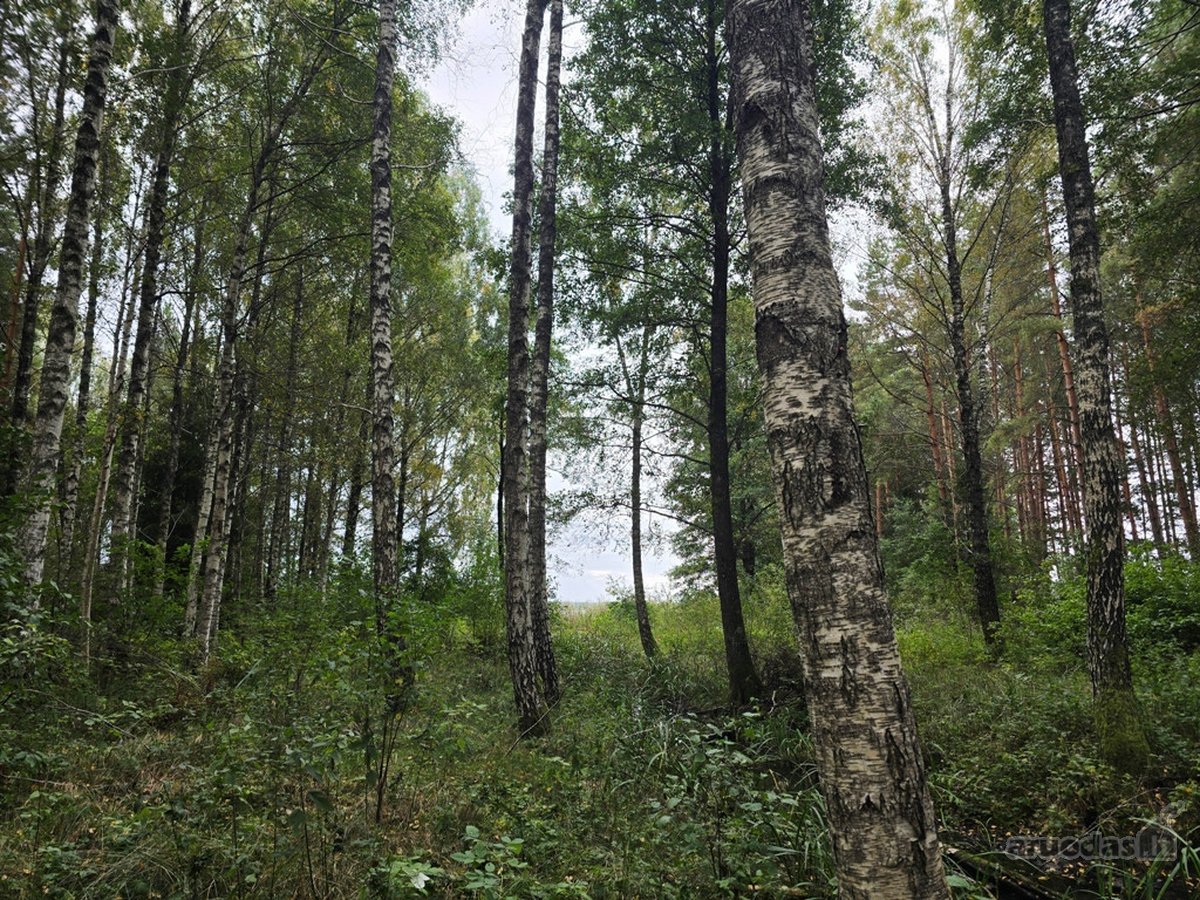 Ant Lazdininkų tvenkinio kranto, pušyno - nuotraukos Nr. 11