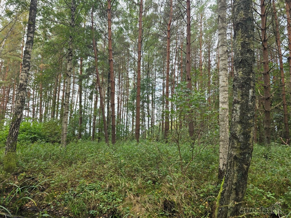 Ant Lazdininkų tvenkinio kranto, pušyno - nuotraukos Nr. 12