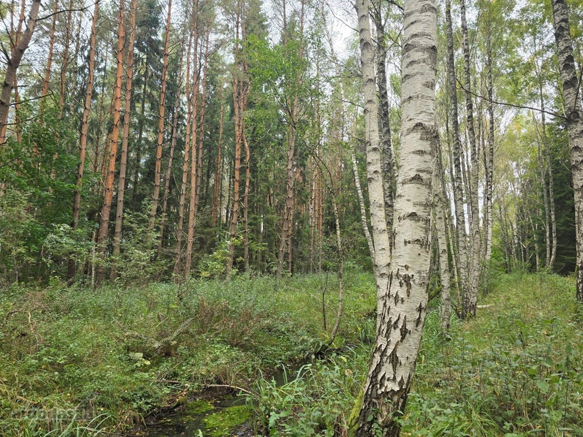 Ant Lazdininkų tvenkinio kranto, pušyno - nuotraukos Nr. 13