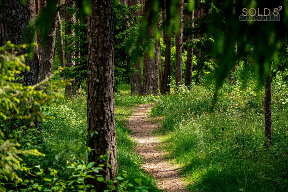 Pušų apsuptyje, vos 4 namų akligatvyje - nuotraukos Nr. 21