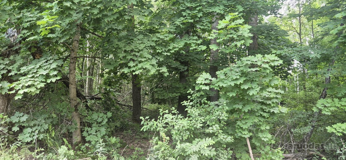 Parduodamas buvęs mėgėjų sodo žemės sklypas. - nuotraukos Nr. 3