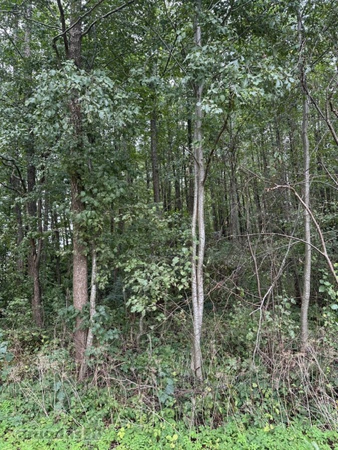 Parduodamas miško ūkio sklypas Vilniaus r. - nuotraukos Nr. 3