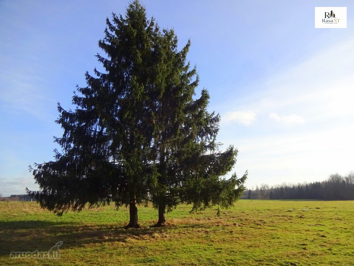 Parduodamas 2,66ha žemės ūkio paskirties - nuotraukos Nr. 9