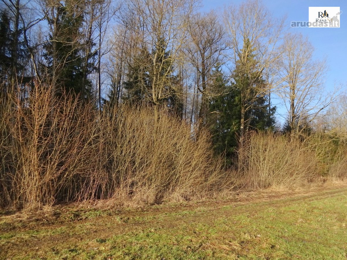 Parduodamas 2,66ha žemės ūkio paskirties - nuotraukos Nr. 13