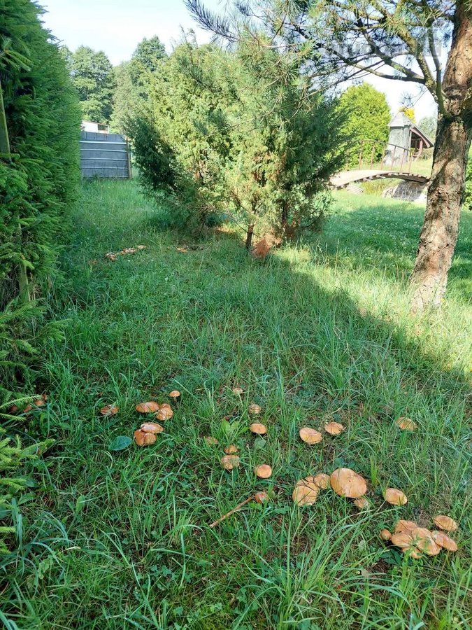 Parduodama sodyba ramioje, gamtos apsuptoje - nuotraukos Nr. 26