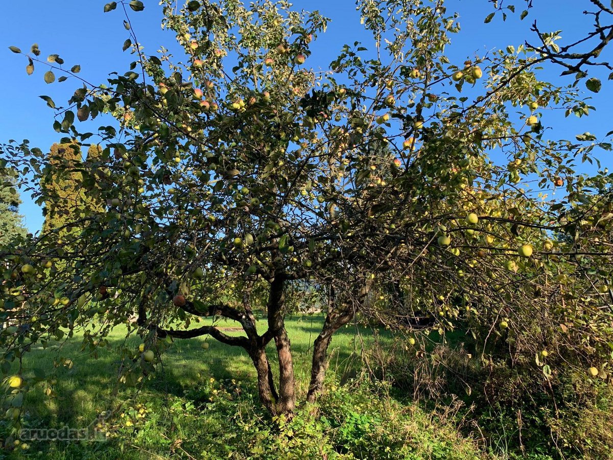 Parduodamas 7,57 arų sodo sklypas su mūriniu - nuotraukos Nr. 16