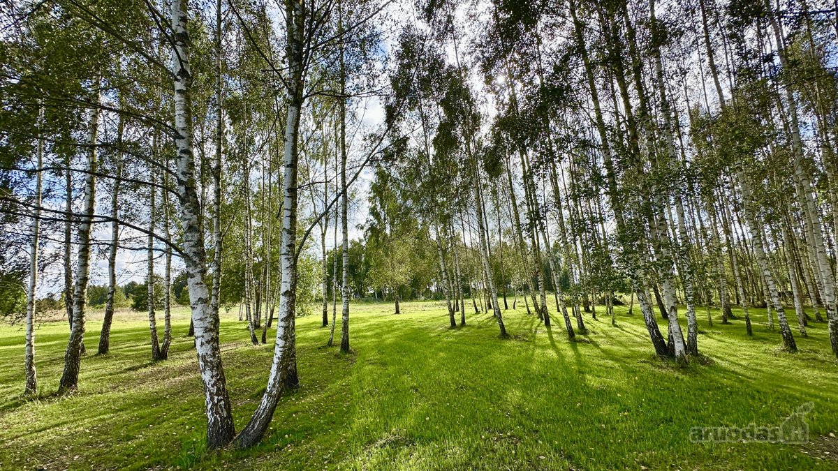 100 Beržų  66,20 A Rekreacinis Sklypas Su - nuotraukos Nr. 3